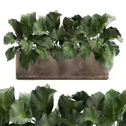 Alocasia in a pot for the interior 950 3D model