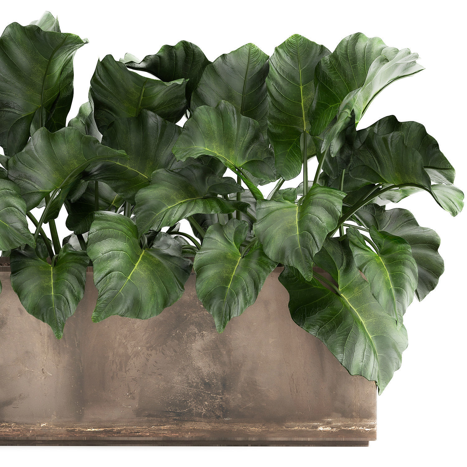 Alocasia in a pot for the interior 950 3D model_3
