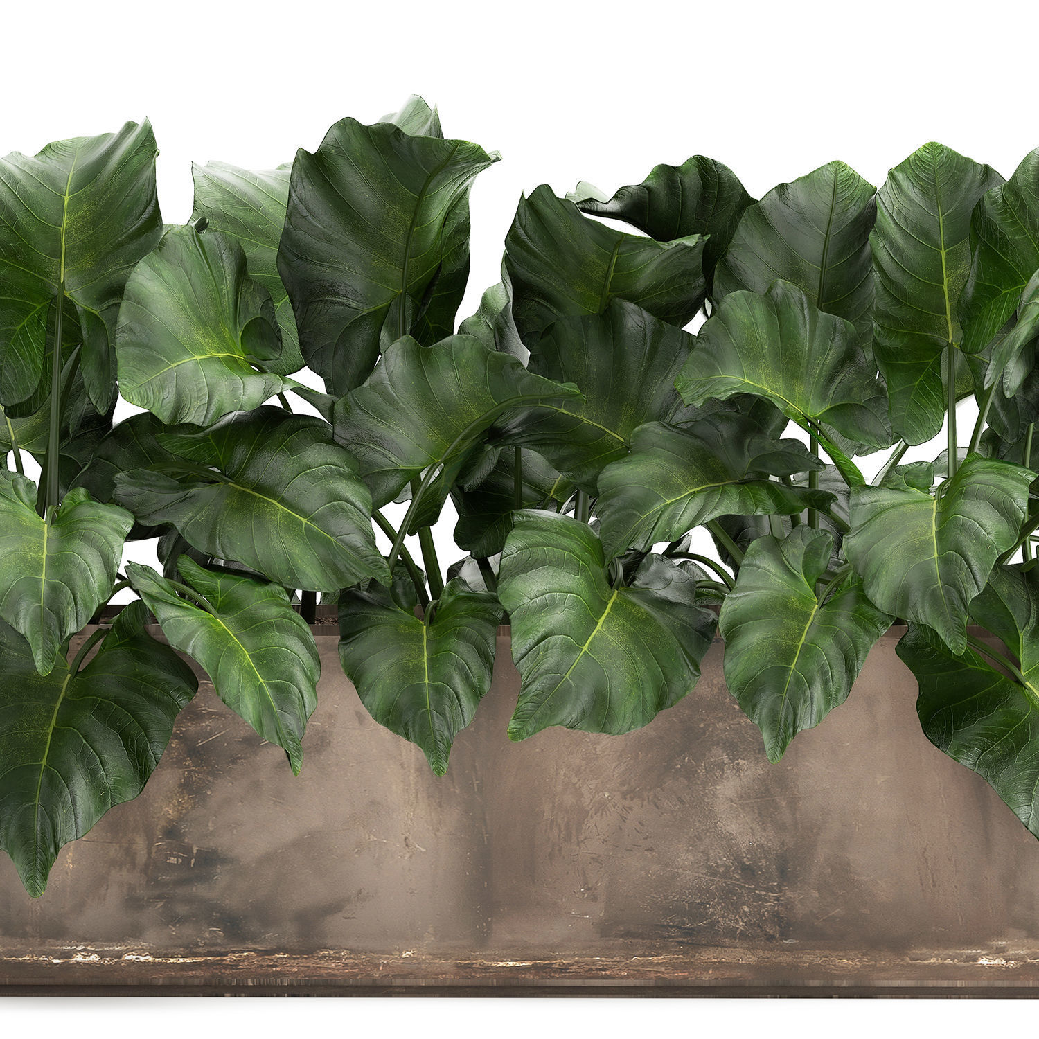 Alocasia in a pot for the interior 950 3D model_4
