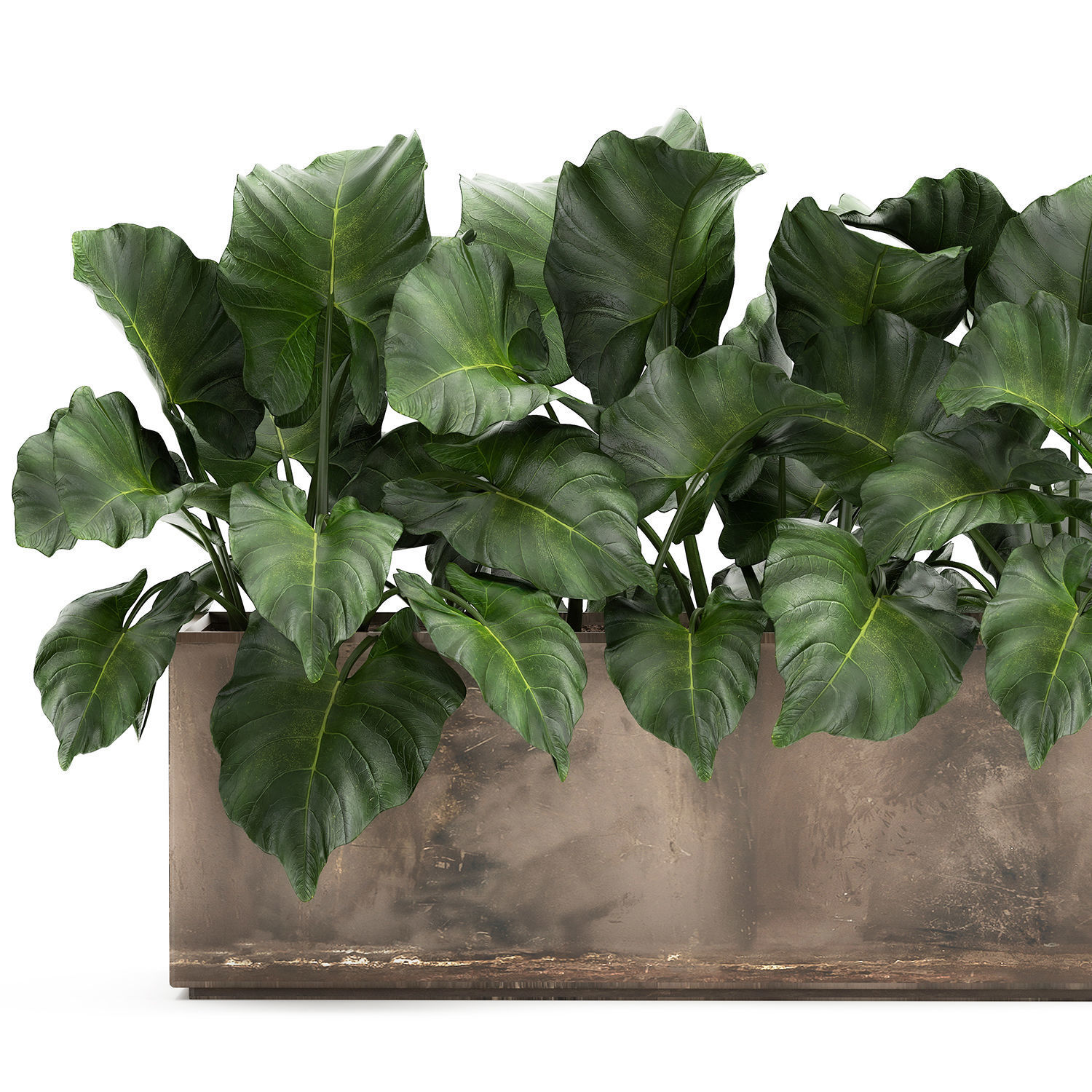 Alocasia in a pot for the interior 950 3D model_2