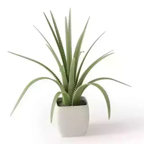 Cactus Like Plant In A Pot