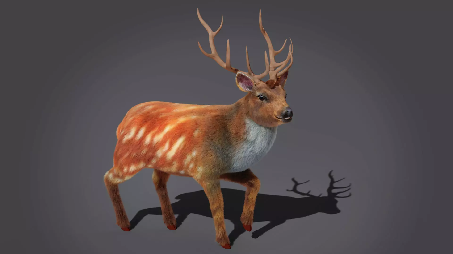 Fur Rigged Deer Stag Low-poly 3D model_0