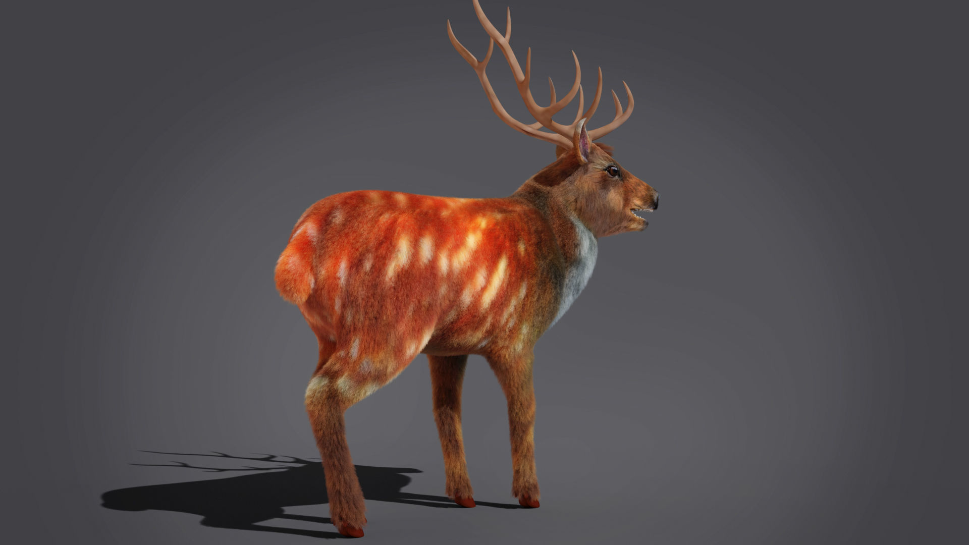 Fur Rigged Deer Stag Low-poly 3D model_11