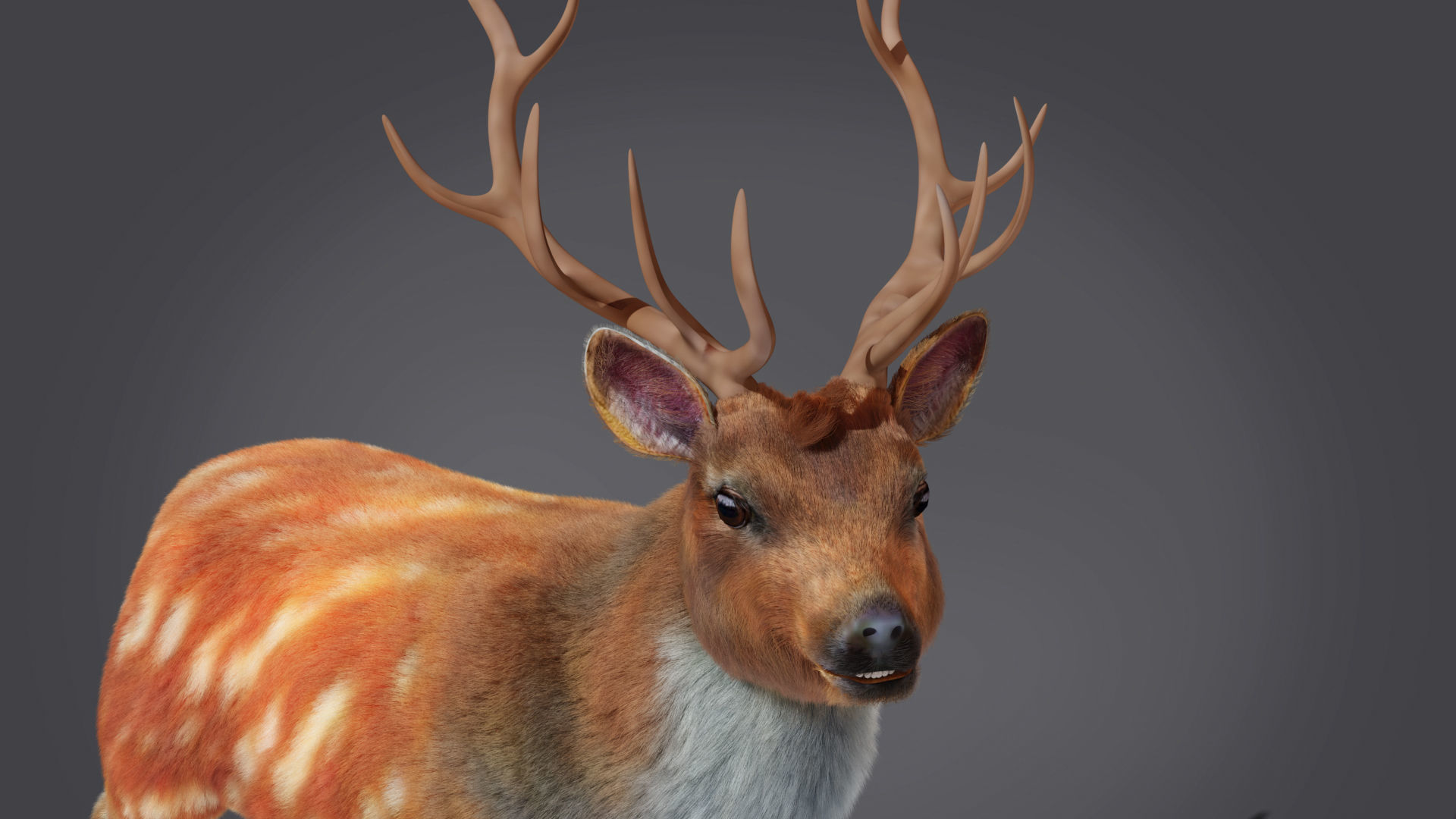 Fur Rigged Deer Stag Low-poly 3D model_6