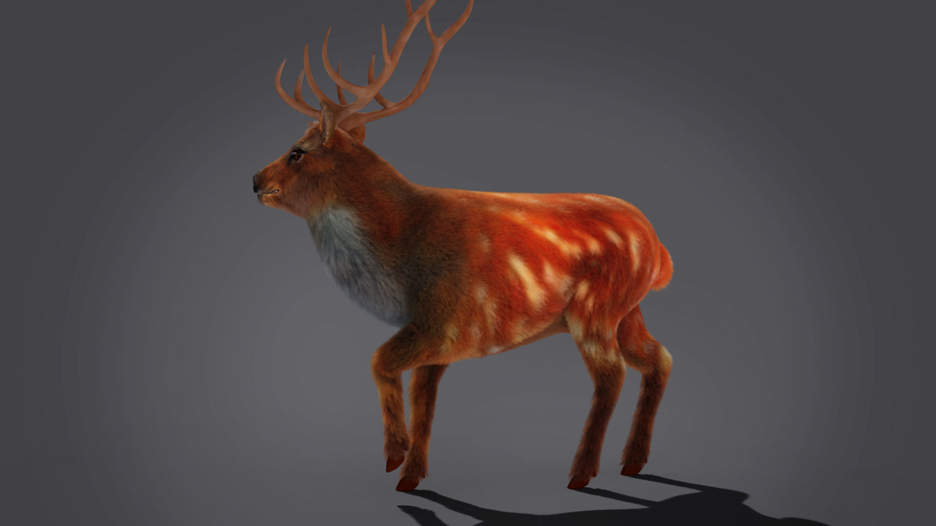 Fur Rigged Deer Stag Low-poly 3D model_8