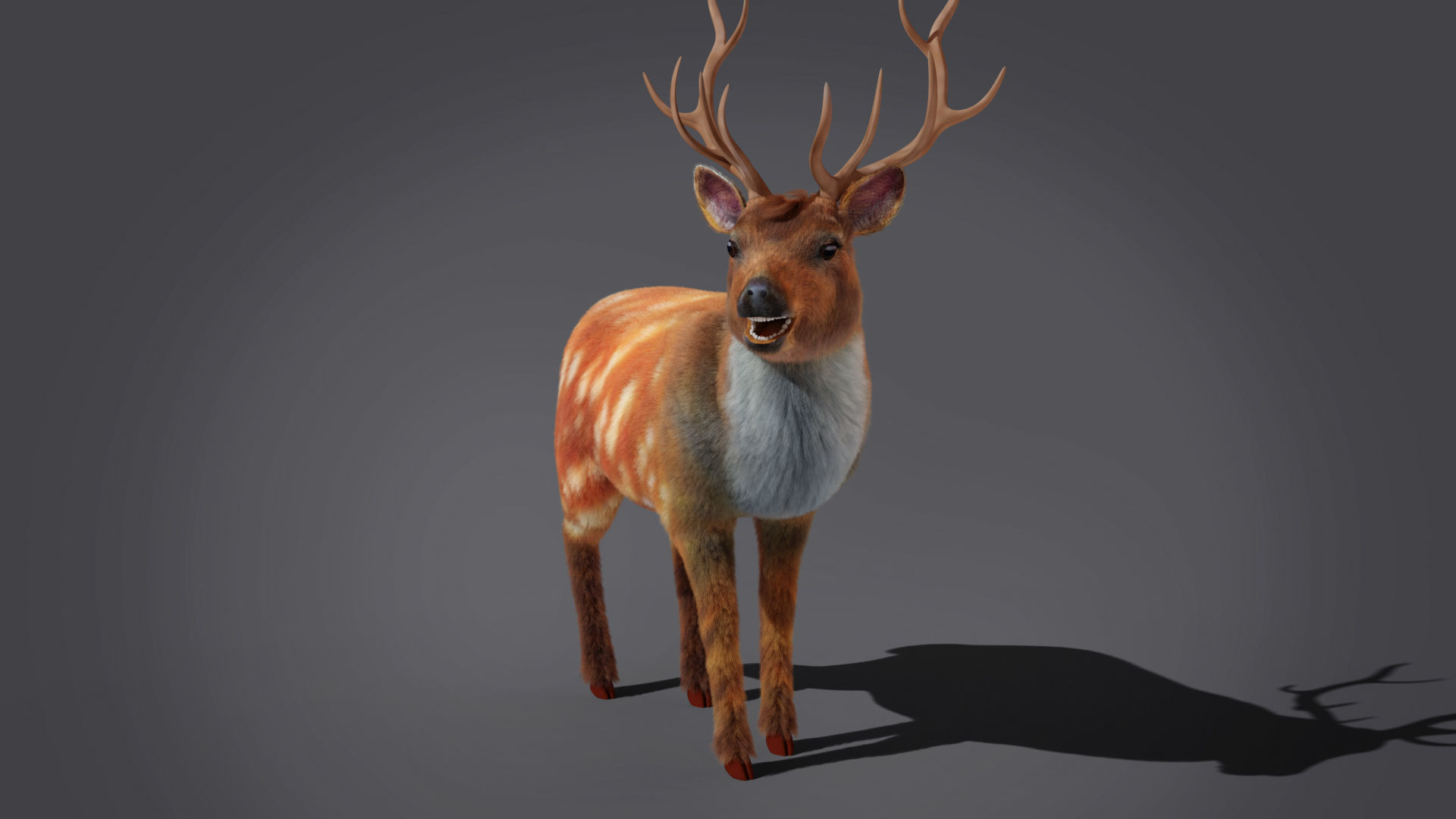 Fur Rigged Deer Stag Low-poly 3D model_7