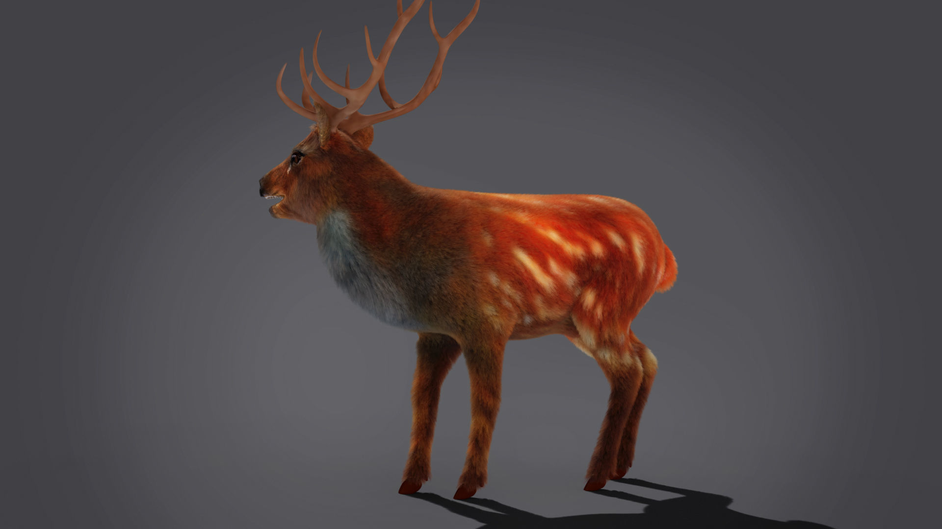 Fur Rigged Deer Stag Low-poly 3D model_9
