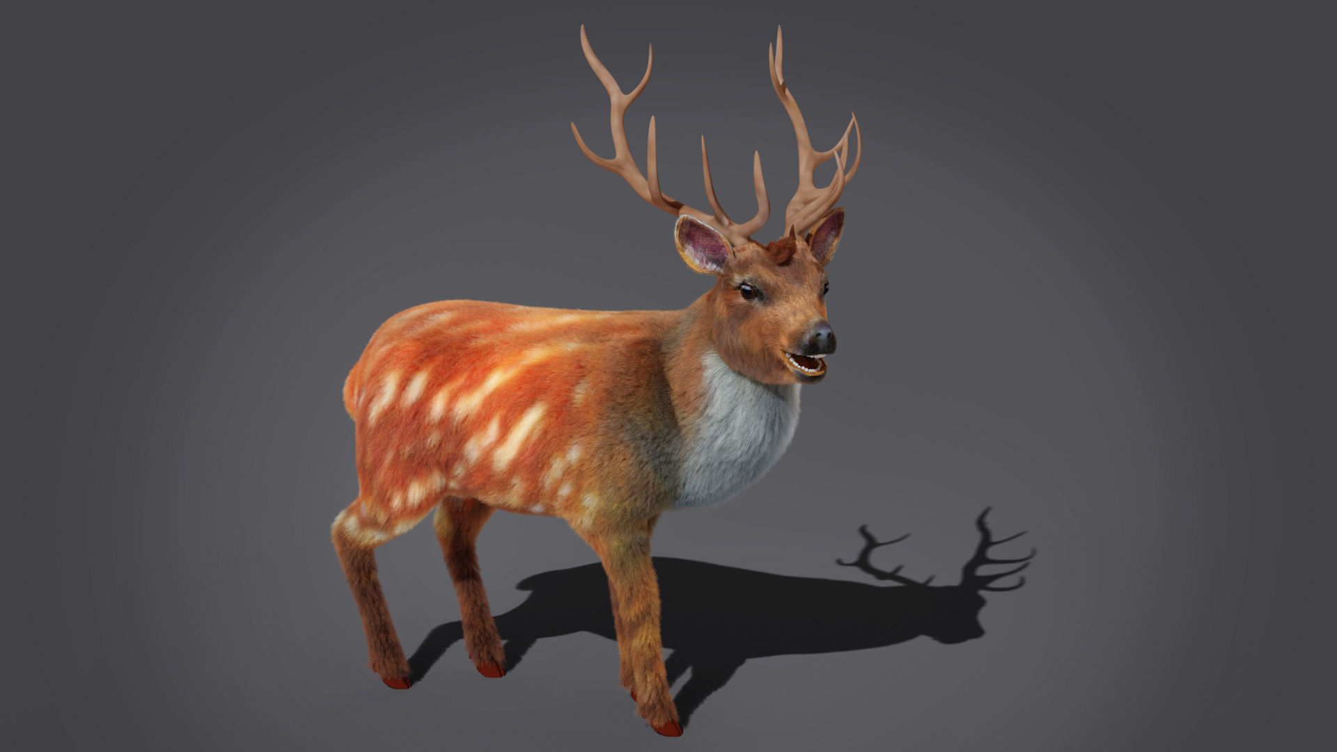 Fur Rigged Deer Stag Low-poly 3D model_4