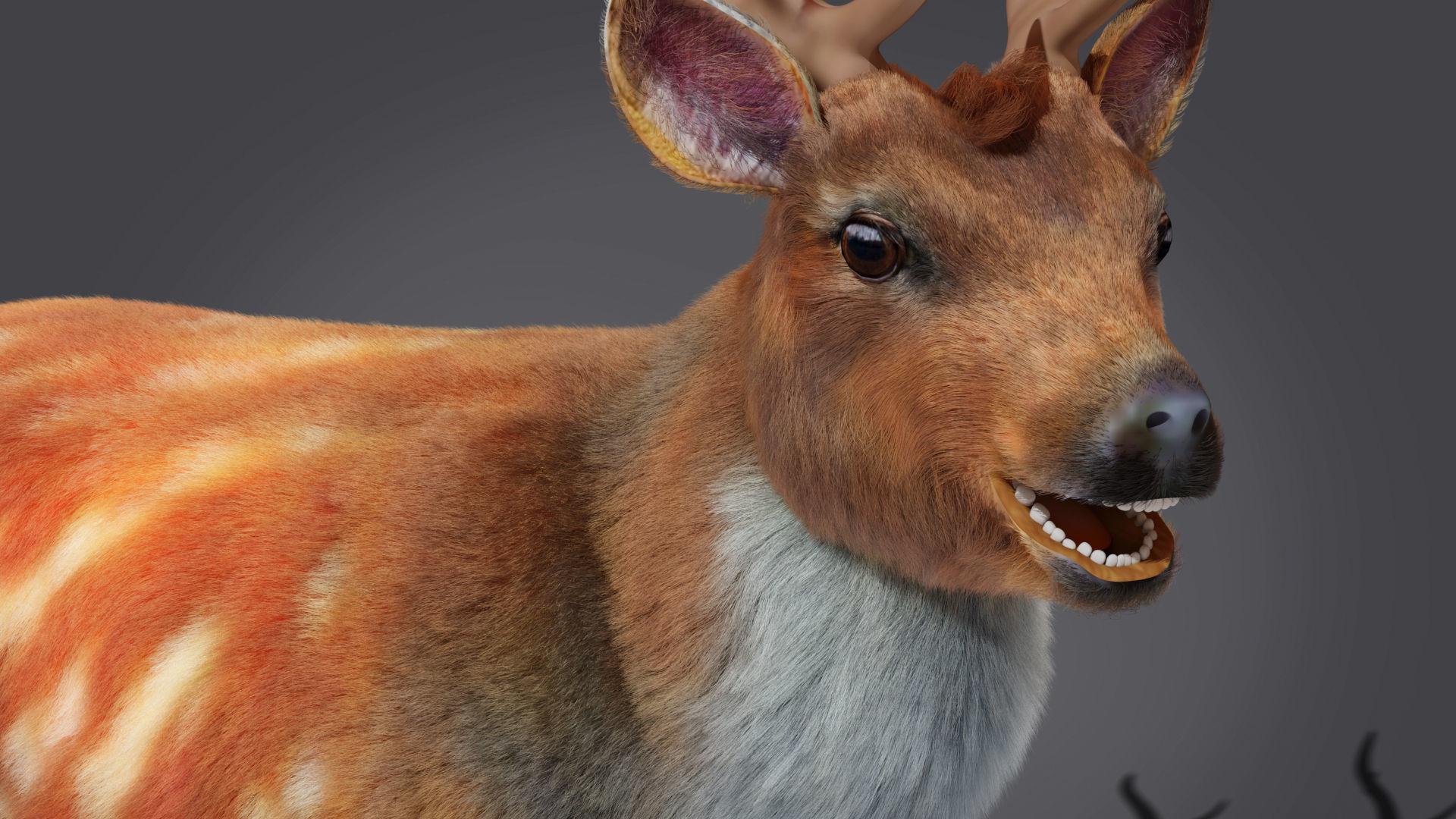 Fur Rigged Deer Stag Low-poly 3D model_5