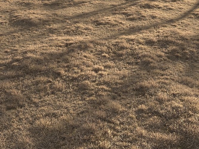 Dried Grass Landscape 3D model