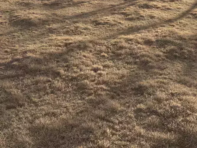 Dried Grass Landscape 3D model