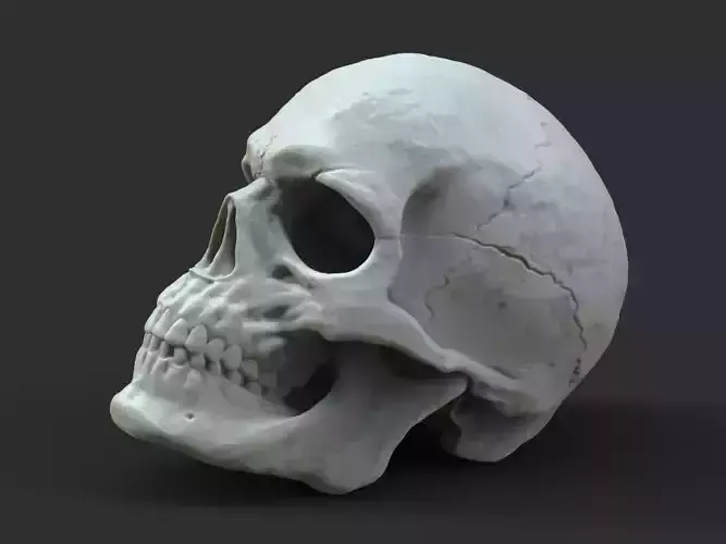 Male Skull 3D print model