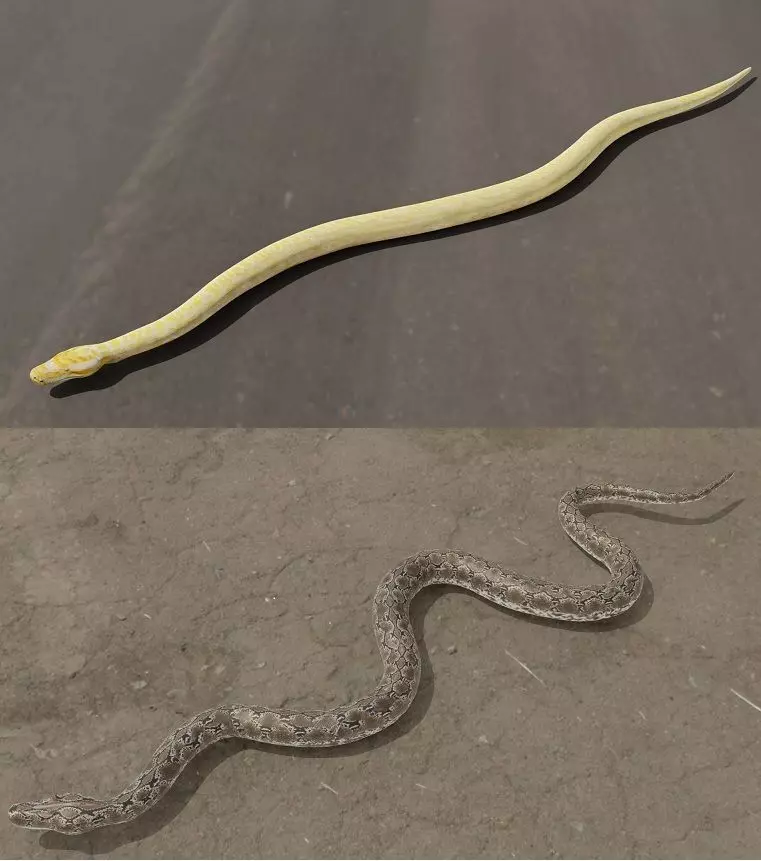 Python Low-poly 3D models 3D Model Collection_0