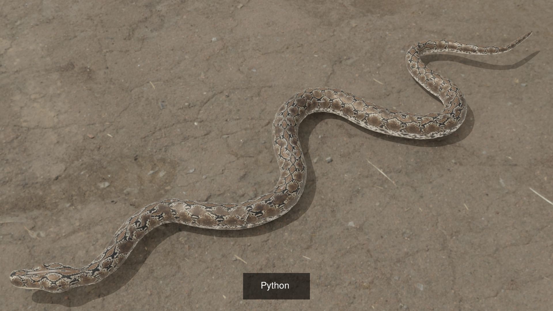 Python Low-poly 3D models 3D Model Collection_2