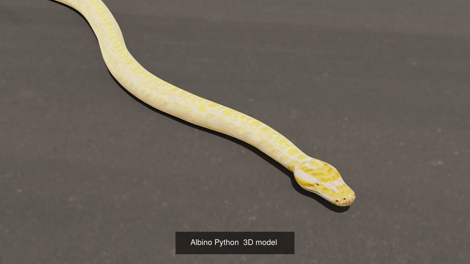 Python Low-poly 3D models 3D Model Collection_3