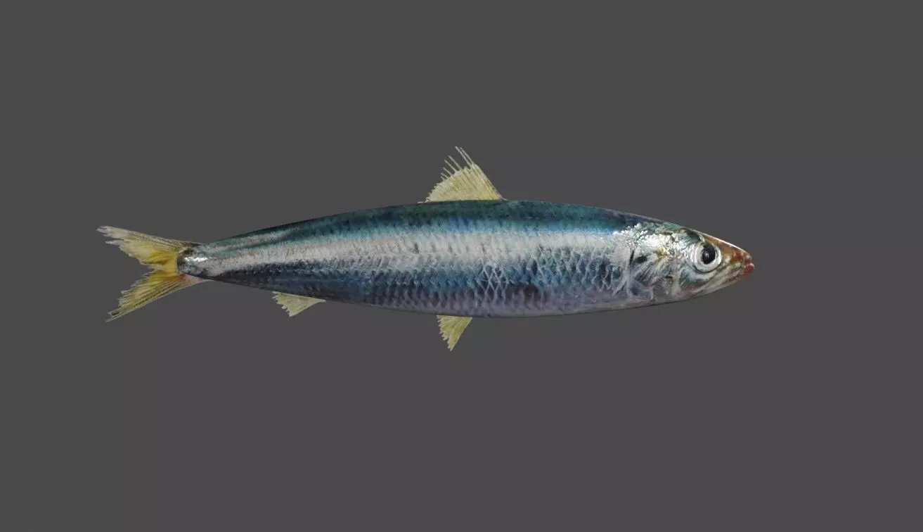 Fish - Sardine - Peixe Low-poly 3D model_0