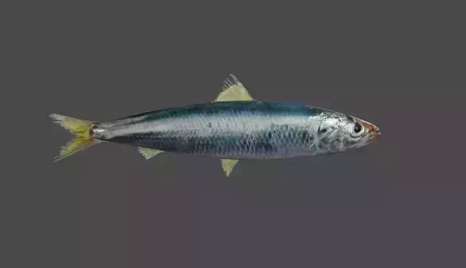 Fish - Sardine - Peixe Low-poly 3D model