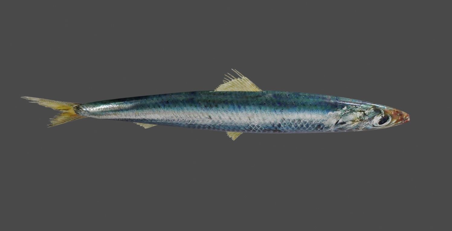 Fish - Sardine - Peixe Low-poly 3D model_10