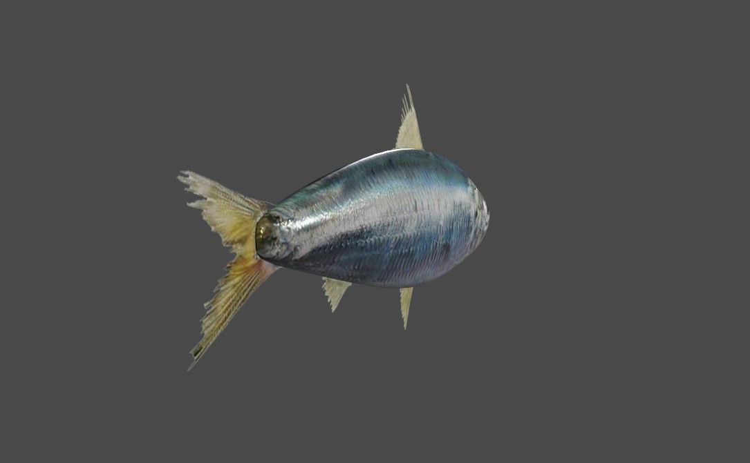 Fish - Sardine - Peixe Low-poly 3D model_9