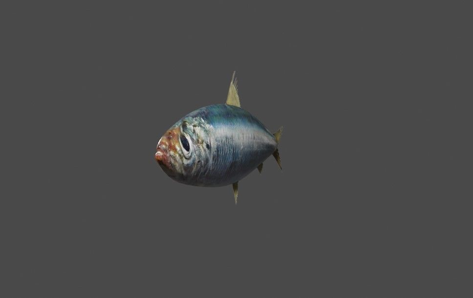 Fish - Sardine - Peixe Low-poly 3D model_4