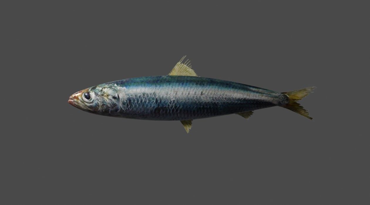 Fish - Sardine - Peixe Low-poly 3D model_5