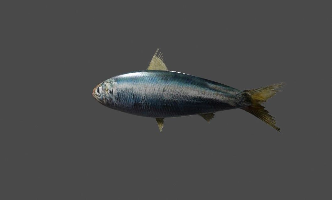 Fish - Sardine - Peixe Low-poly 3D model_6