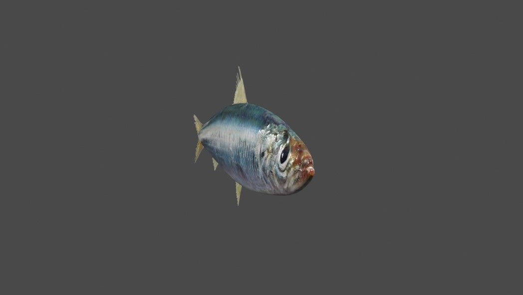 Fish - Sardine - Peixe Low-poly 3D model_2