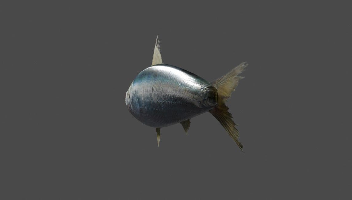 Fish - Sardine - Peixe Low-poly 3D model_7