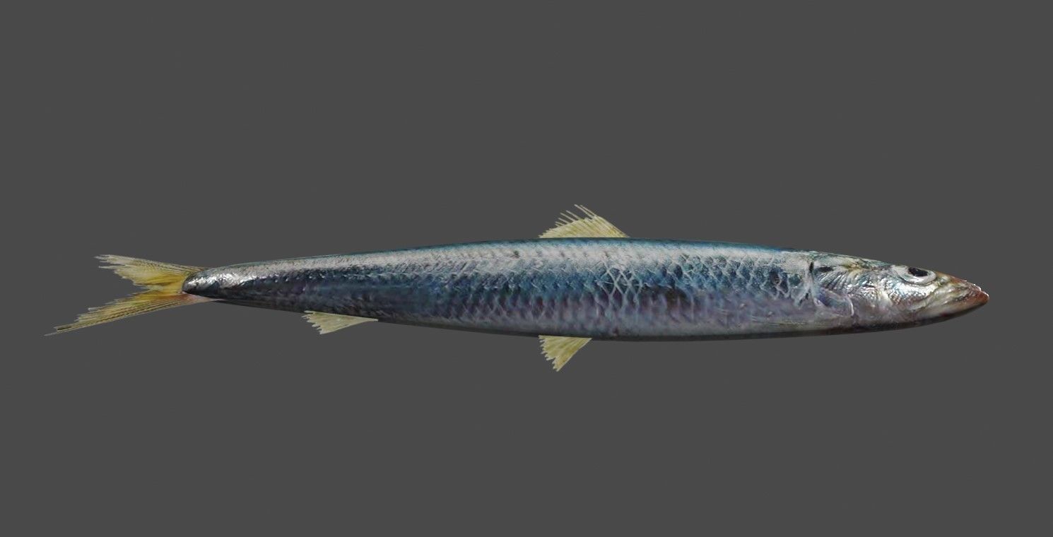 Fish - Sardine - Peixe Low-poly 3D model_12