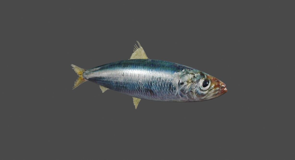 Fish - Sardine - Peixe Low-poly 3D model_1