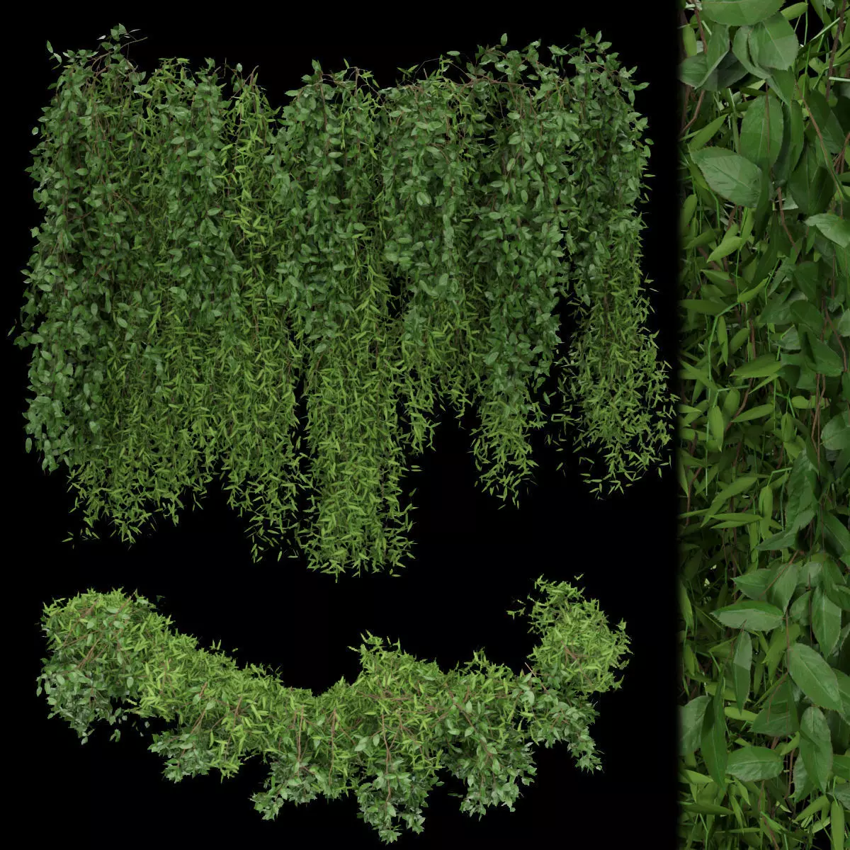 Collection plant vol 165 3D model