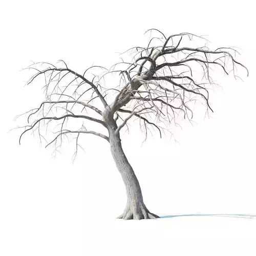 Dry wood 3D model