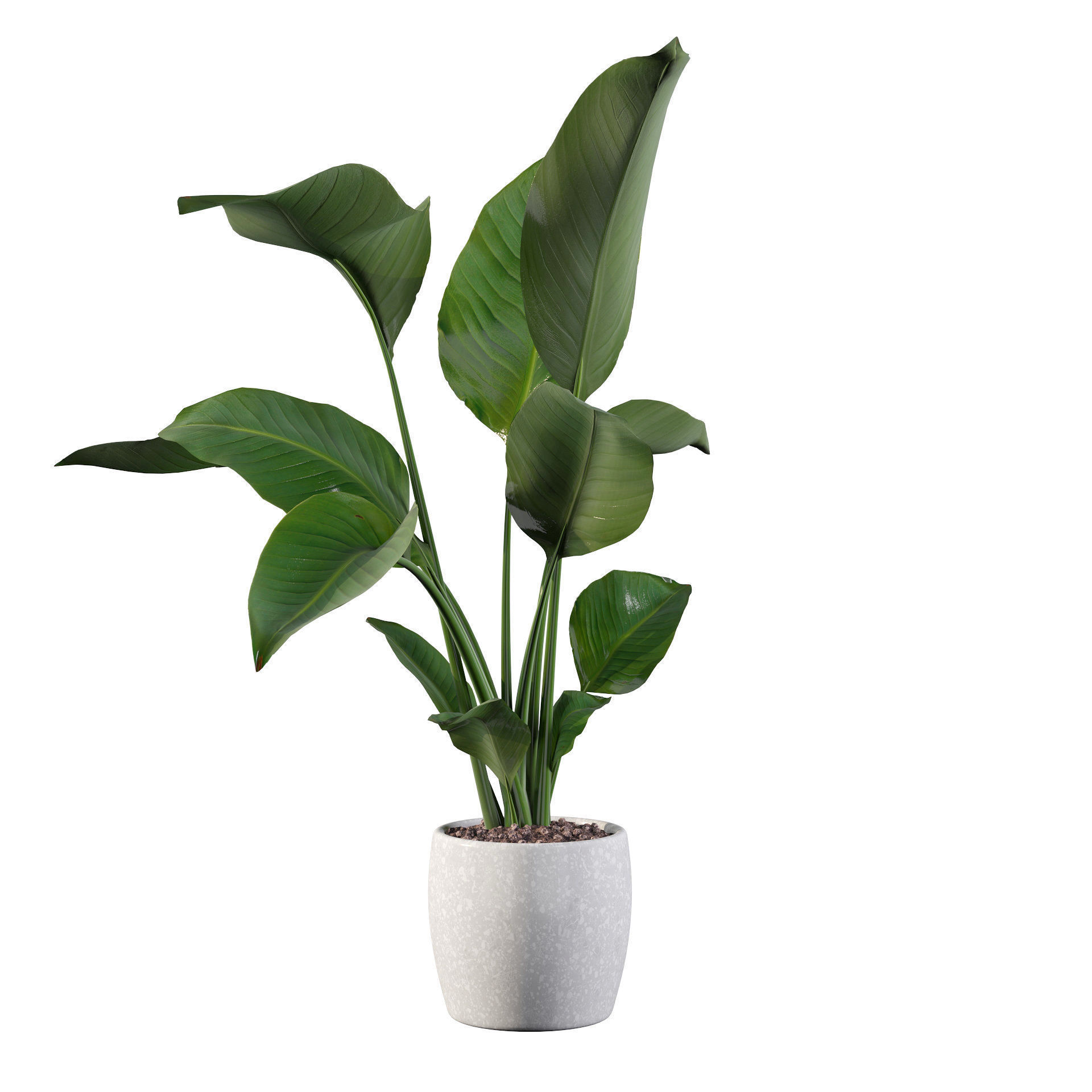 Strelitzia in terrazio pot 3D model_58