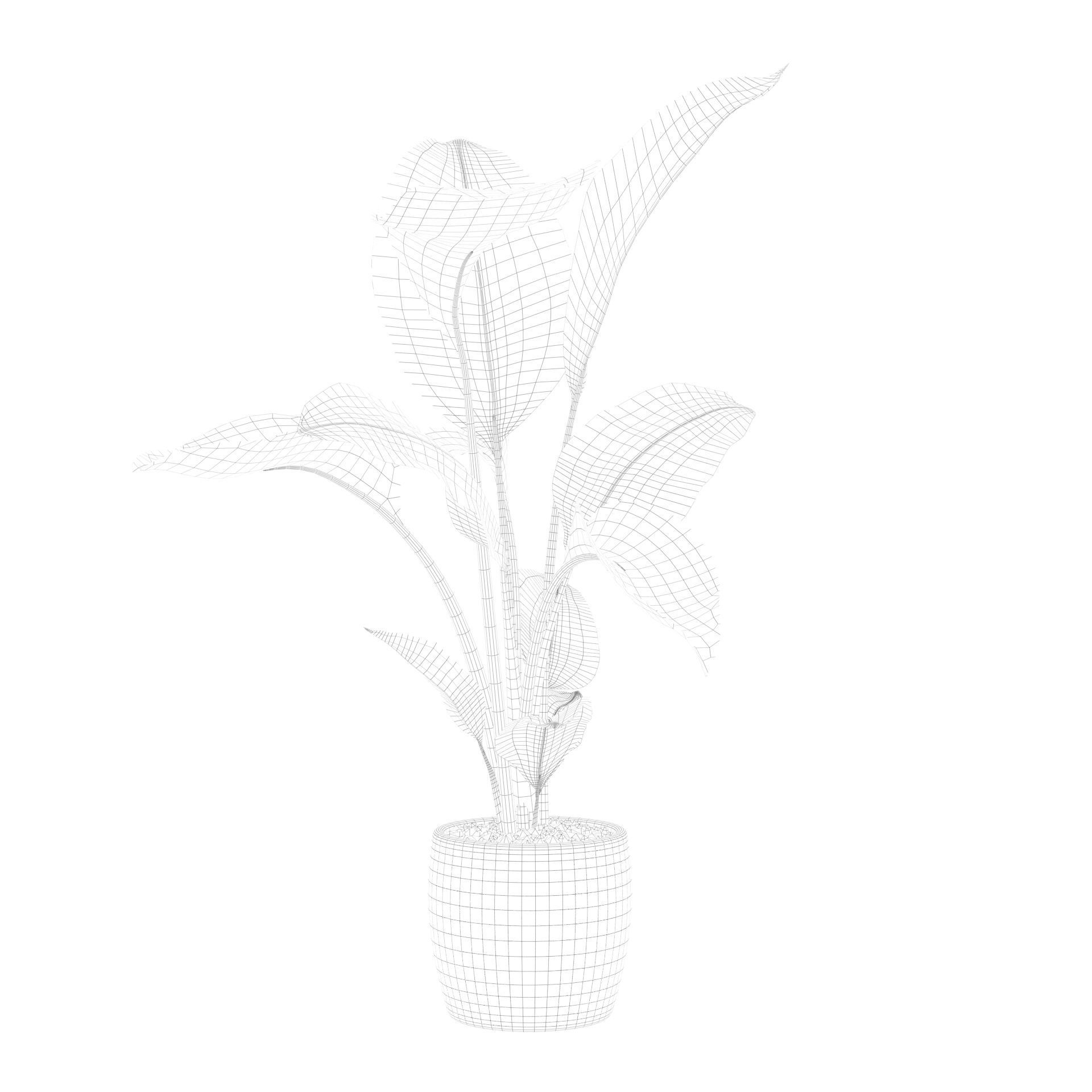 Strelitzia in terrazio pot 3D model_65