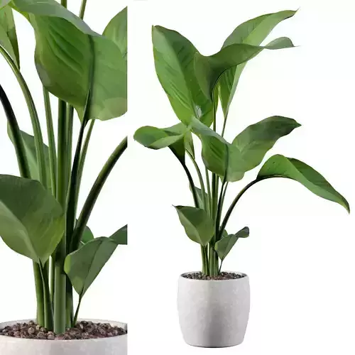 Strelitzia in terrazio pot 3D model
