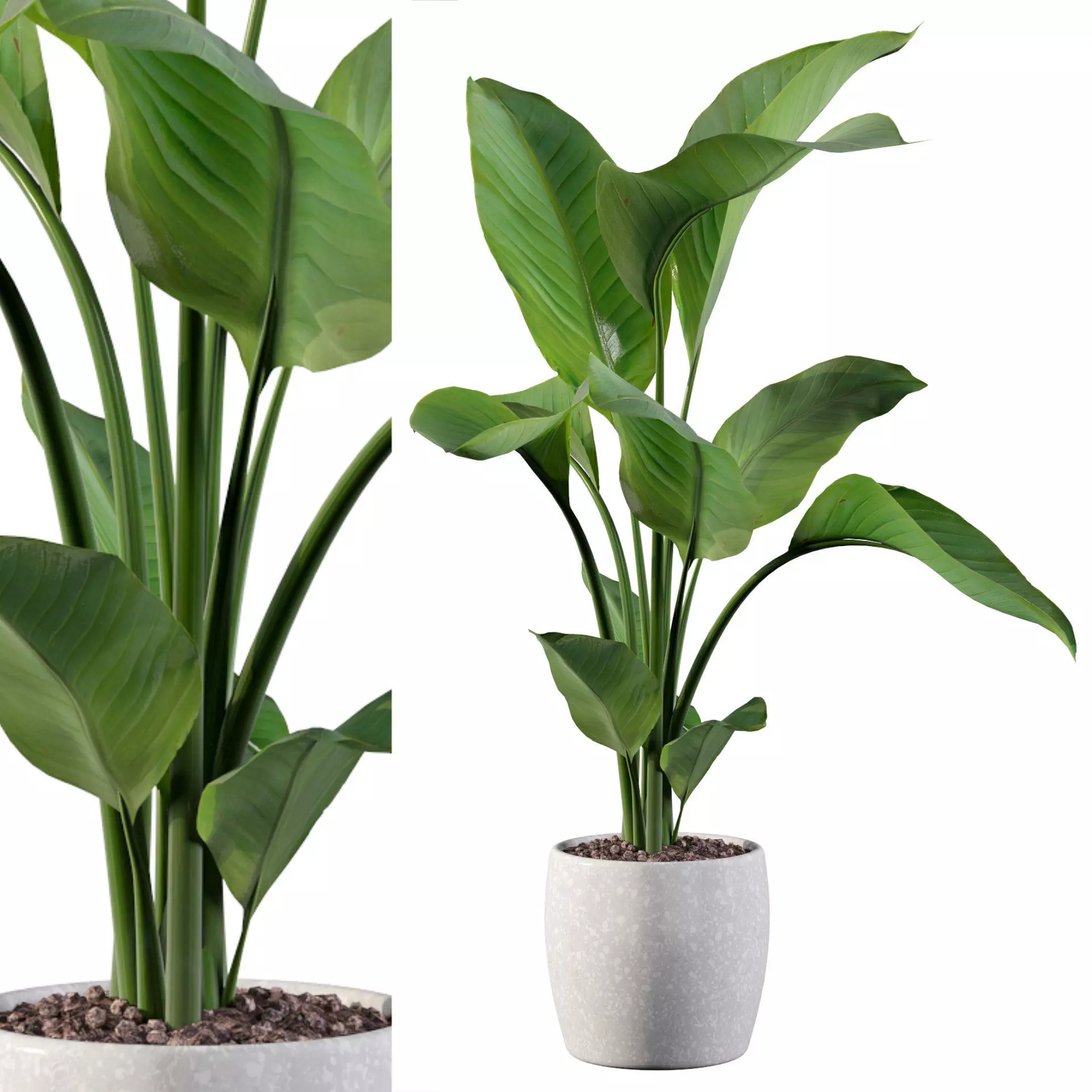 Strelitzia in terrazio pot 3D model_0