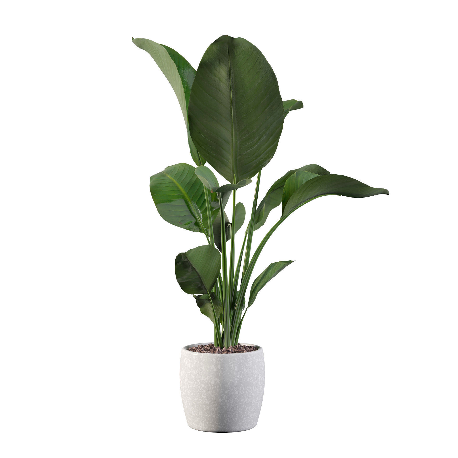 Strelitzia in terrazio pot 3D model_48