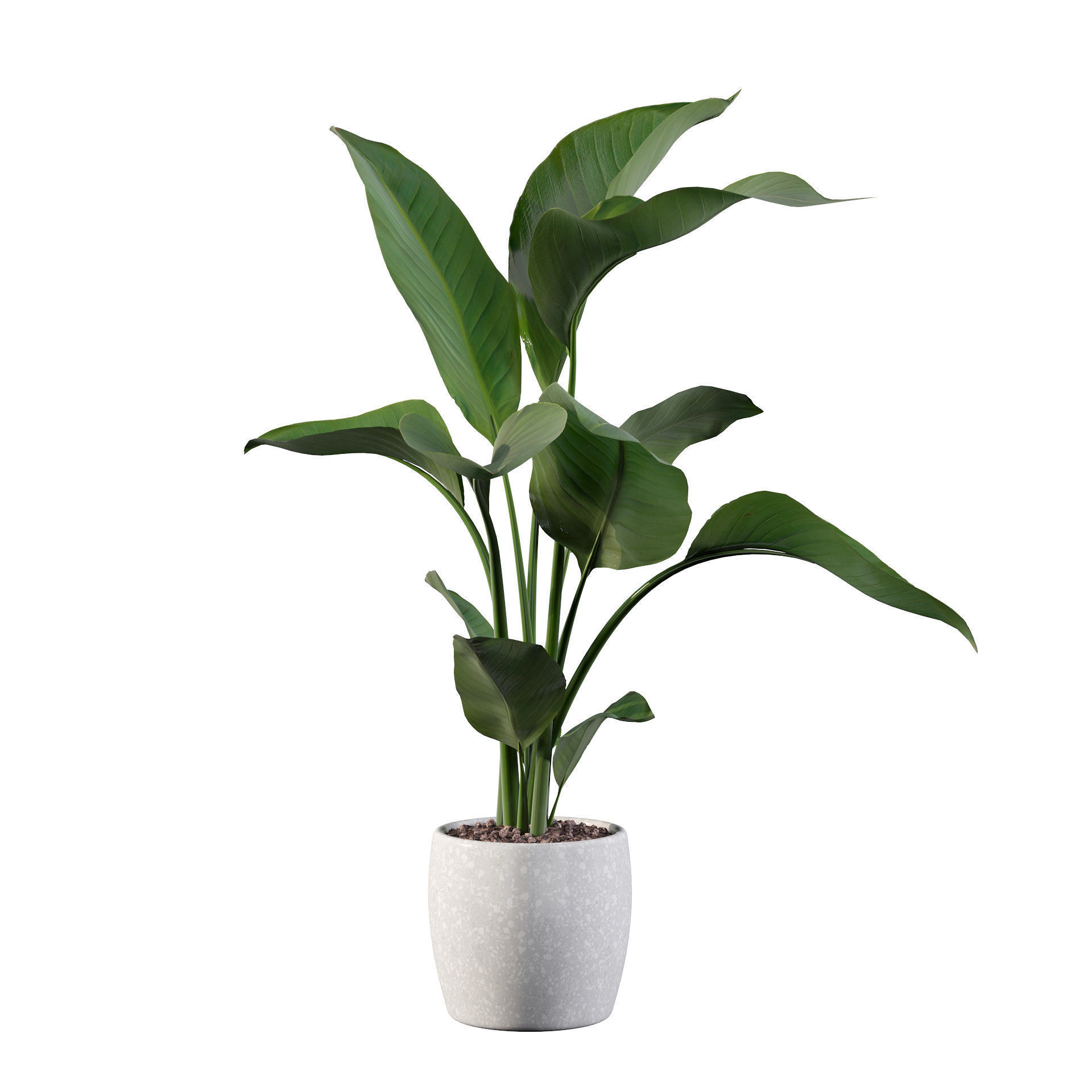 Strelitzia in terrazio pot 3D model_15