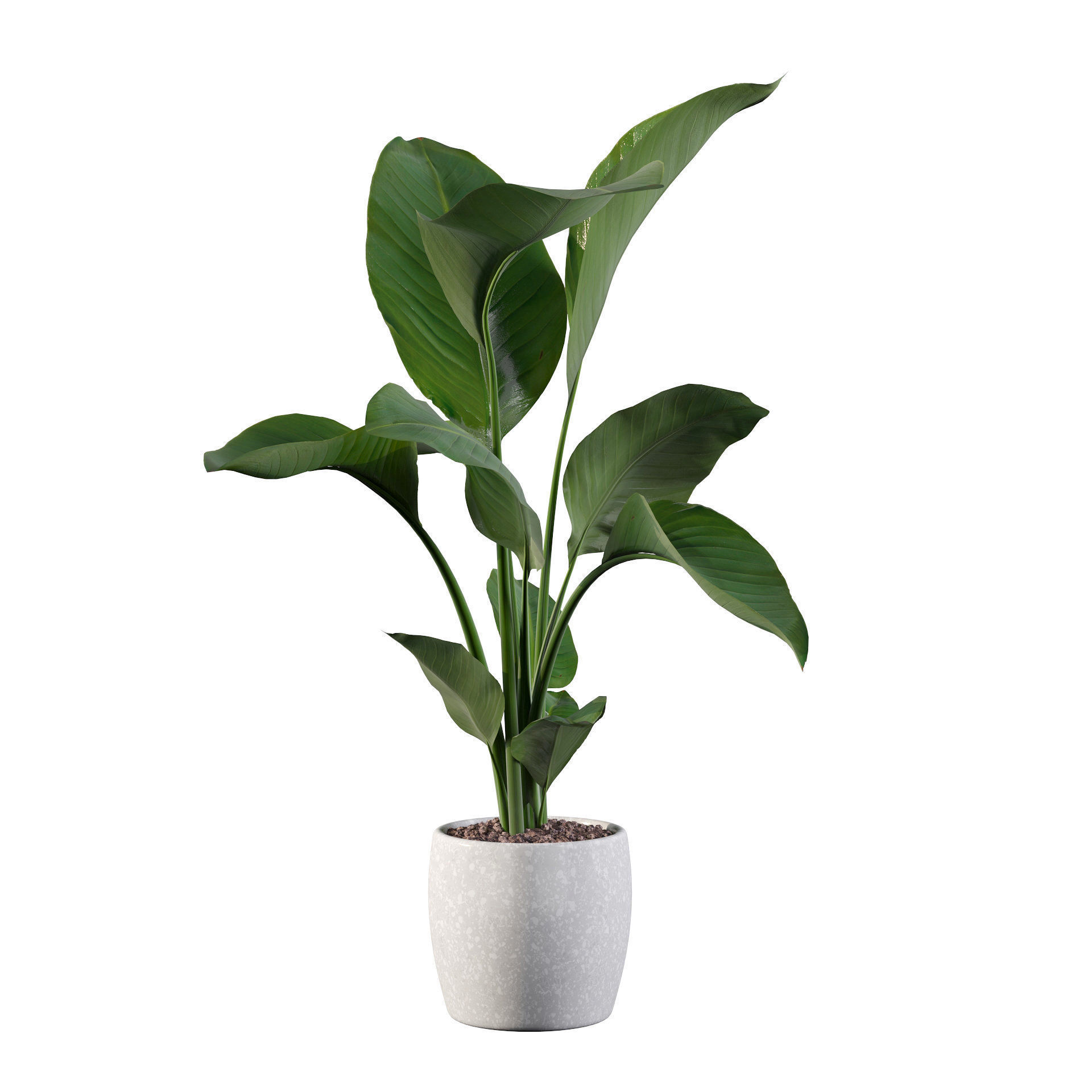 Strelitzia in terrazio pot 3D model_42