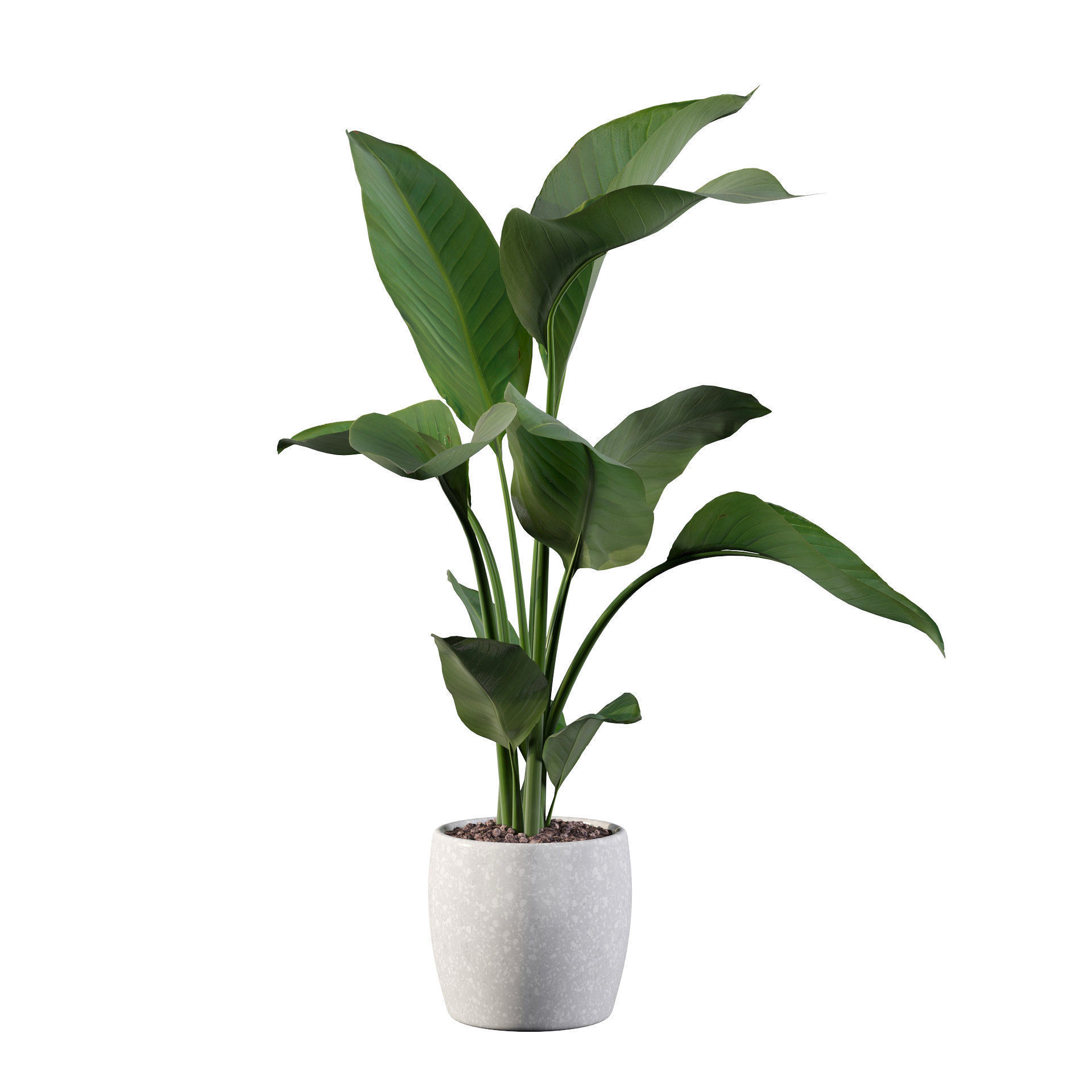 Strelitzia in terrazio pot 3D model_63