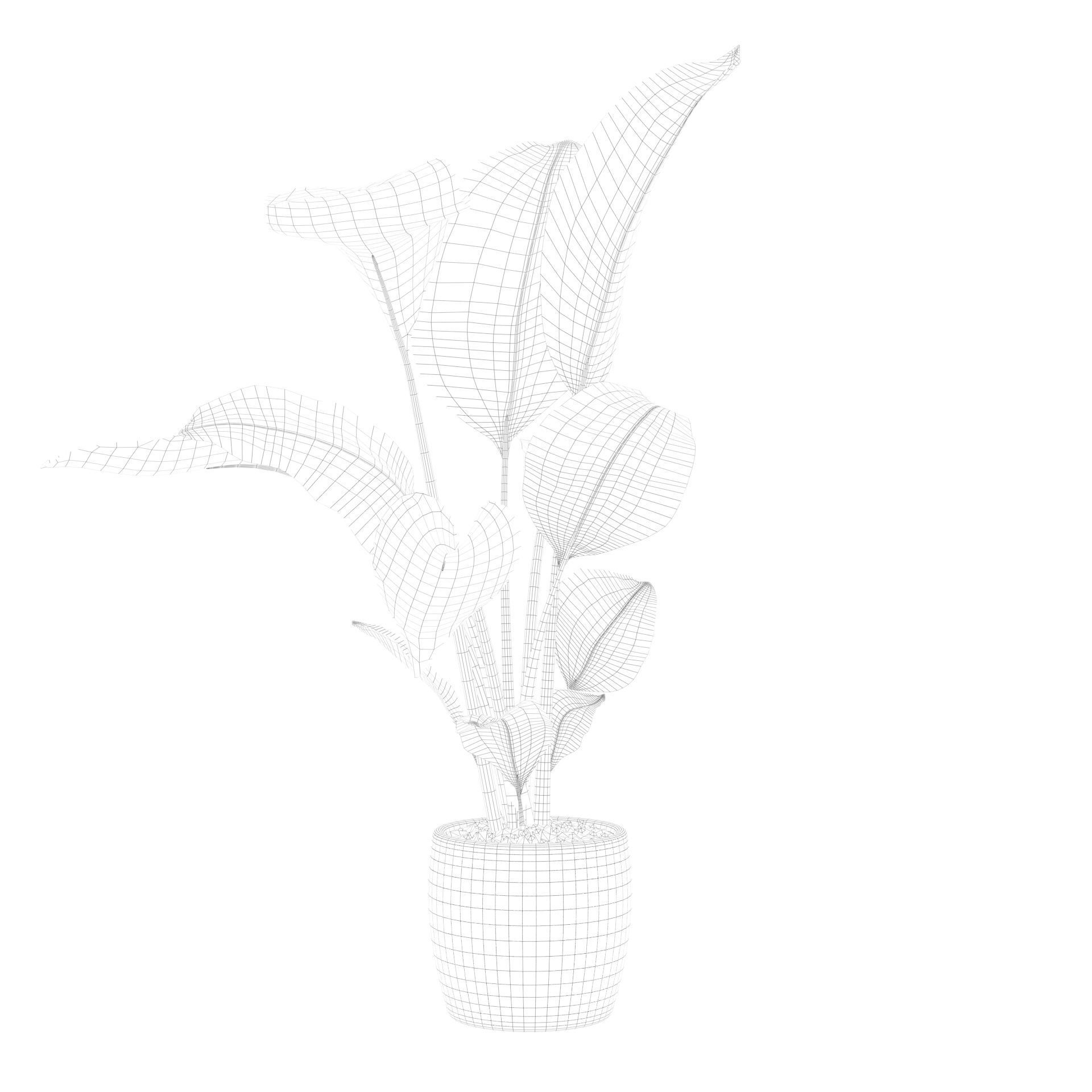 Strelitzia in terrazio pot 3D model_56