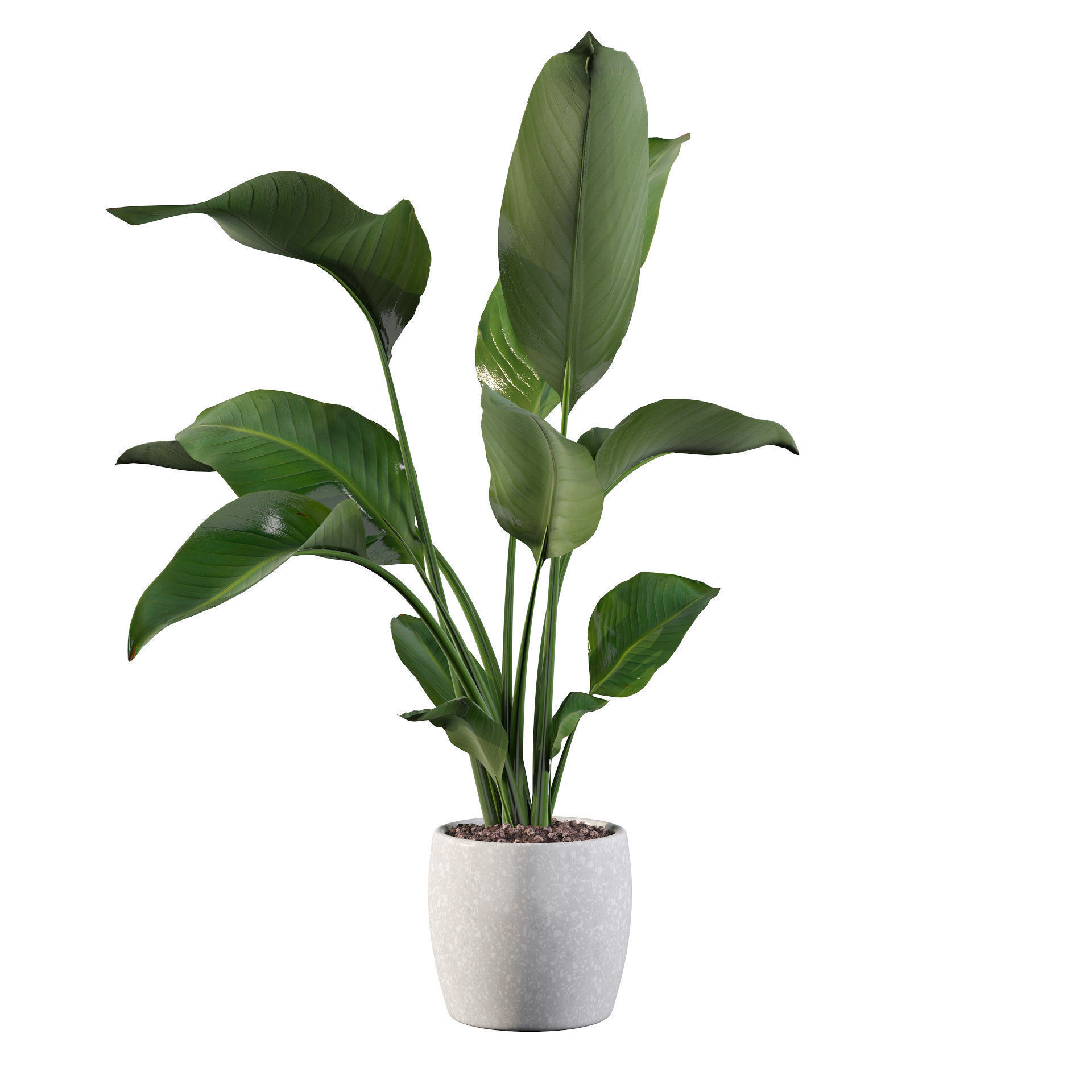 Strelitzia in terrazio pot 3D model_45