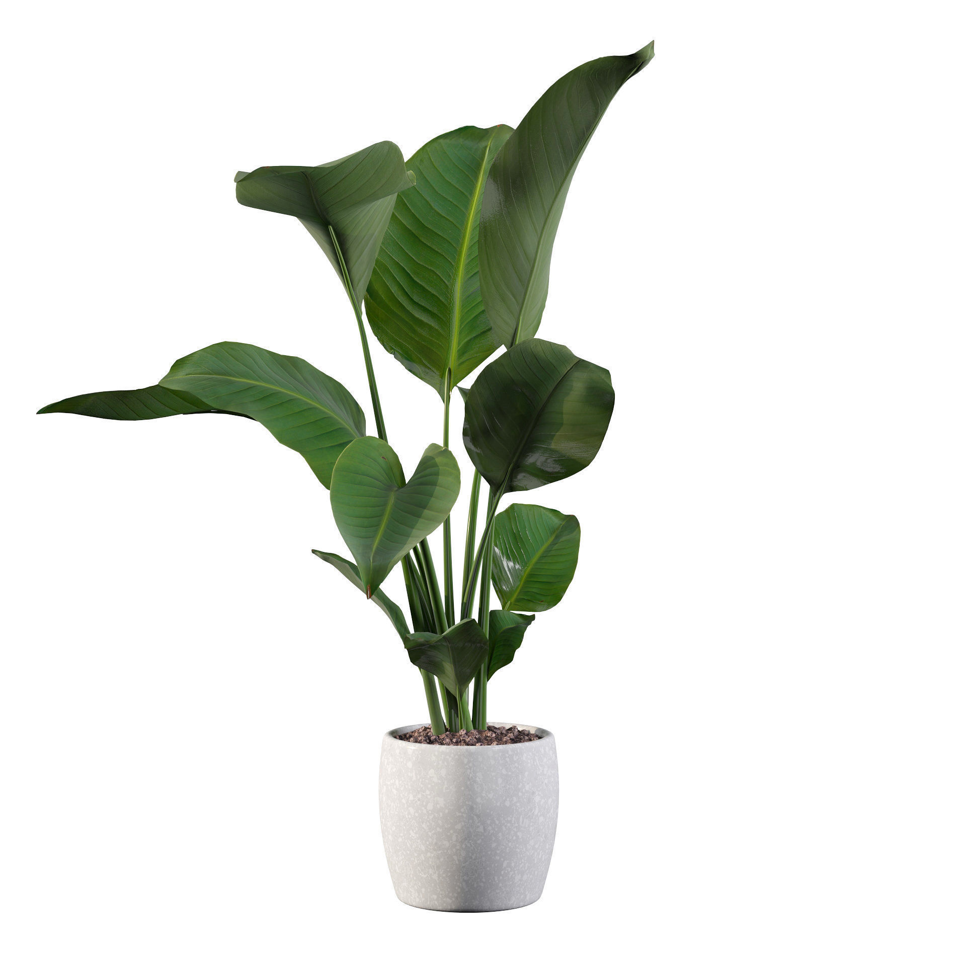 Strelitzia in terrazio pot 3D model_47