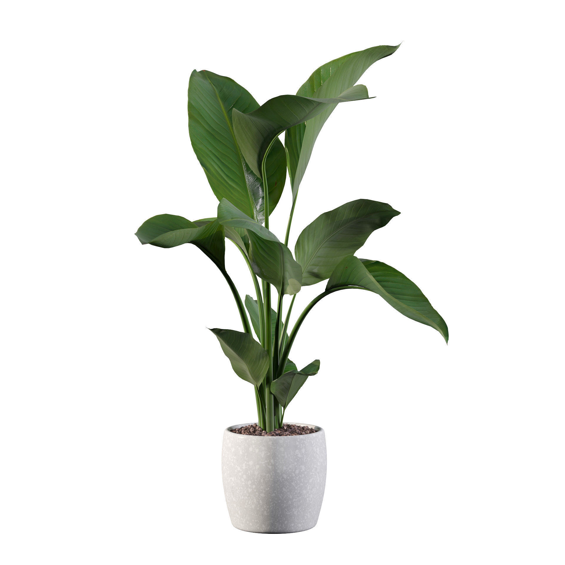 Strelitzia in terrazio pot 3D model_37
