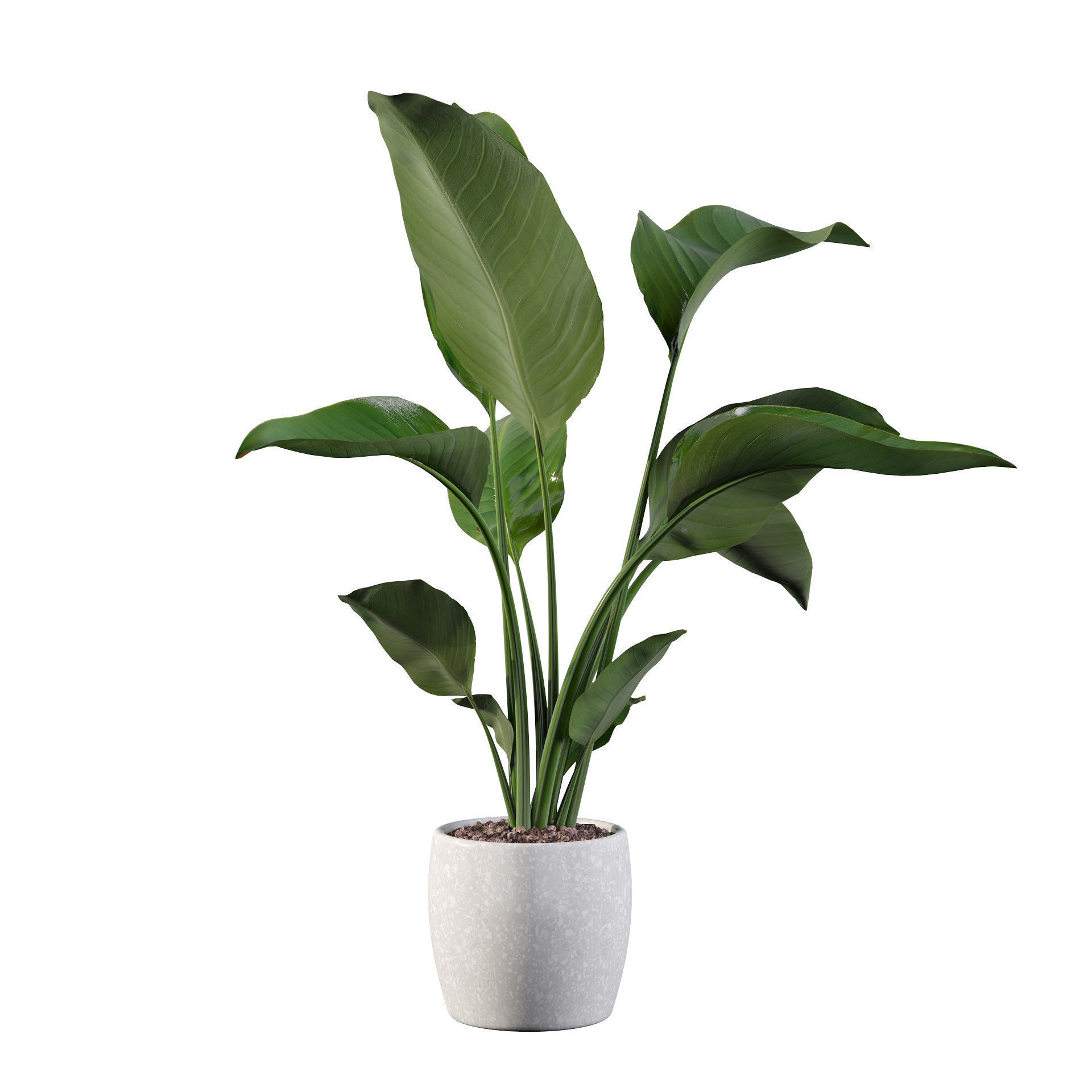 Strelitzia in terrazio pot 3D model_72