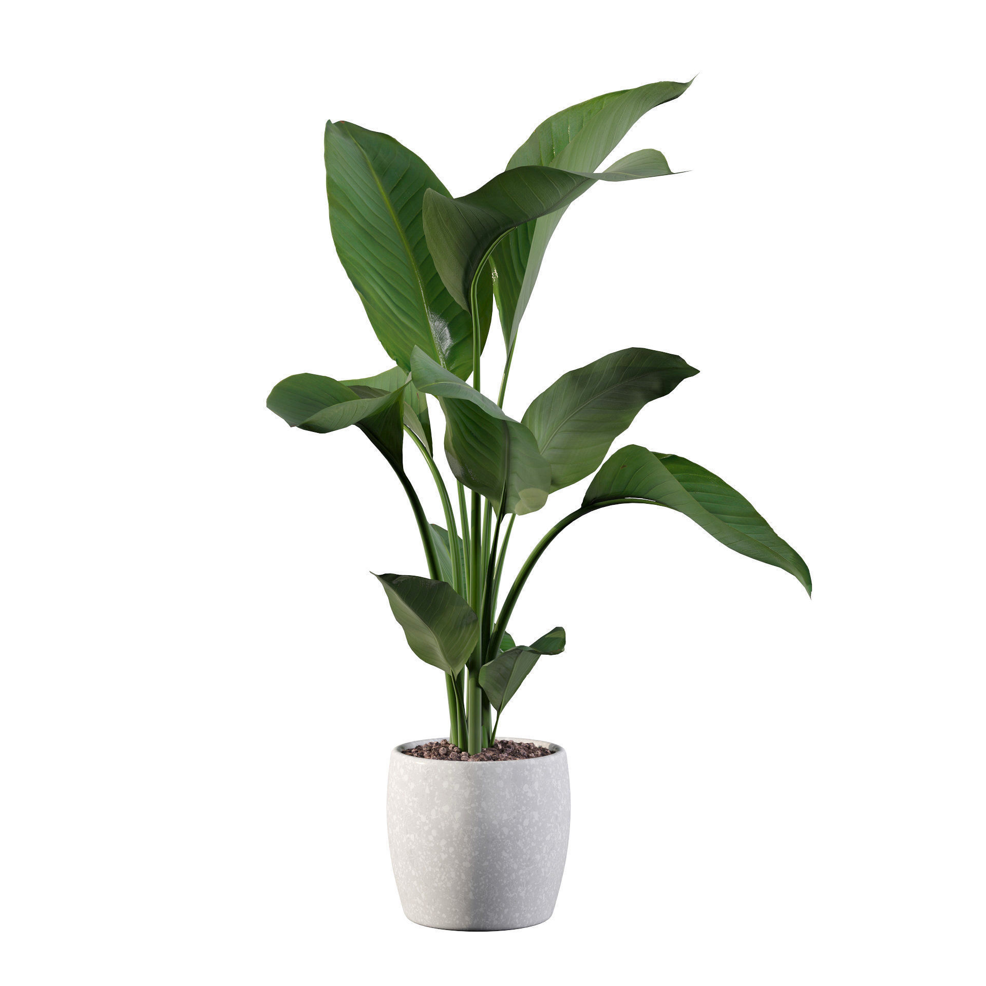 Strelitzia in terrazio pot 3D model_5