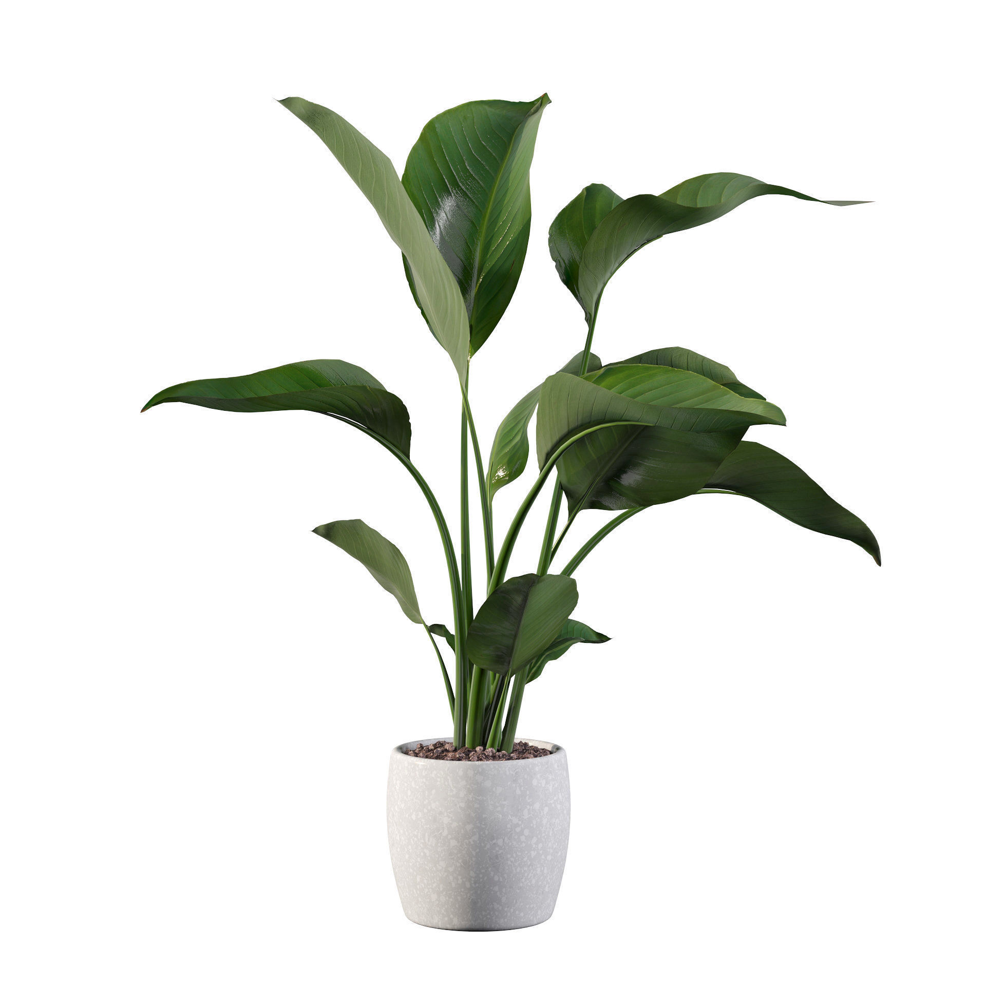 Strelitzia in terrazio pot 3D model_78