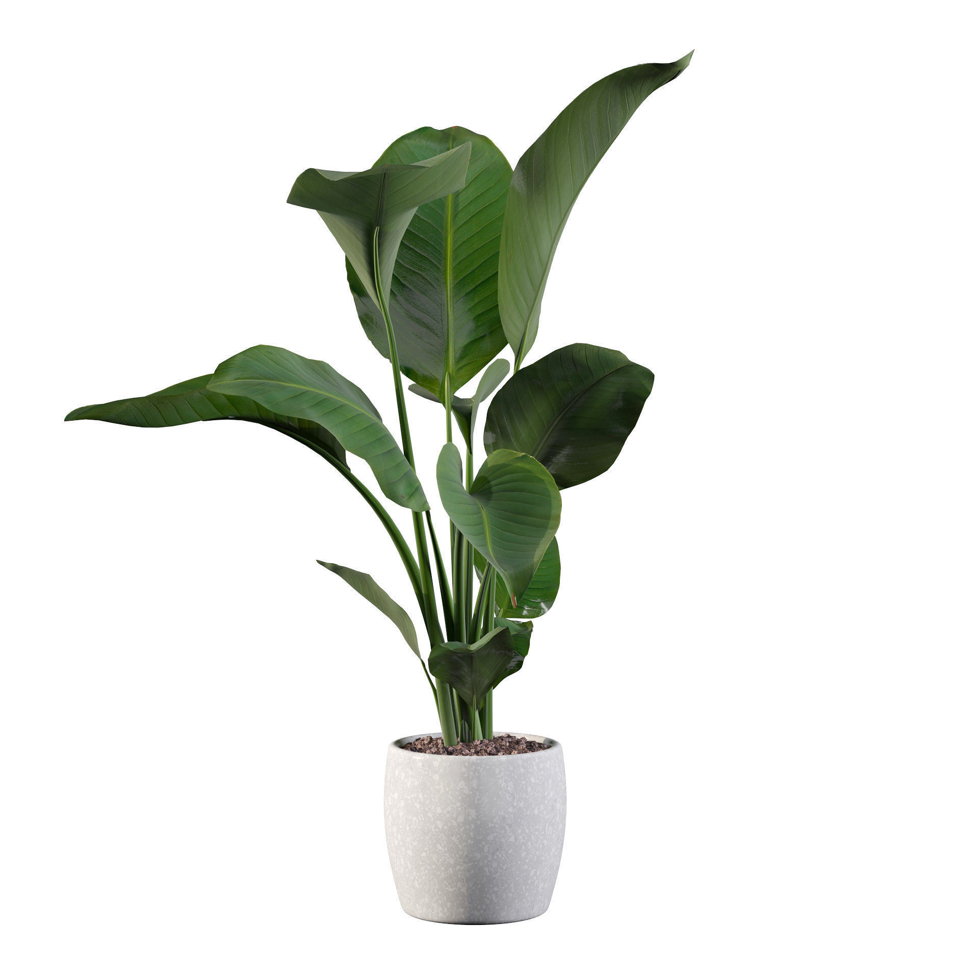 Strelitzia in terrazio pot 3D model_7