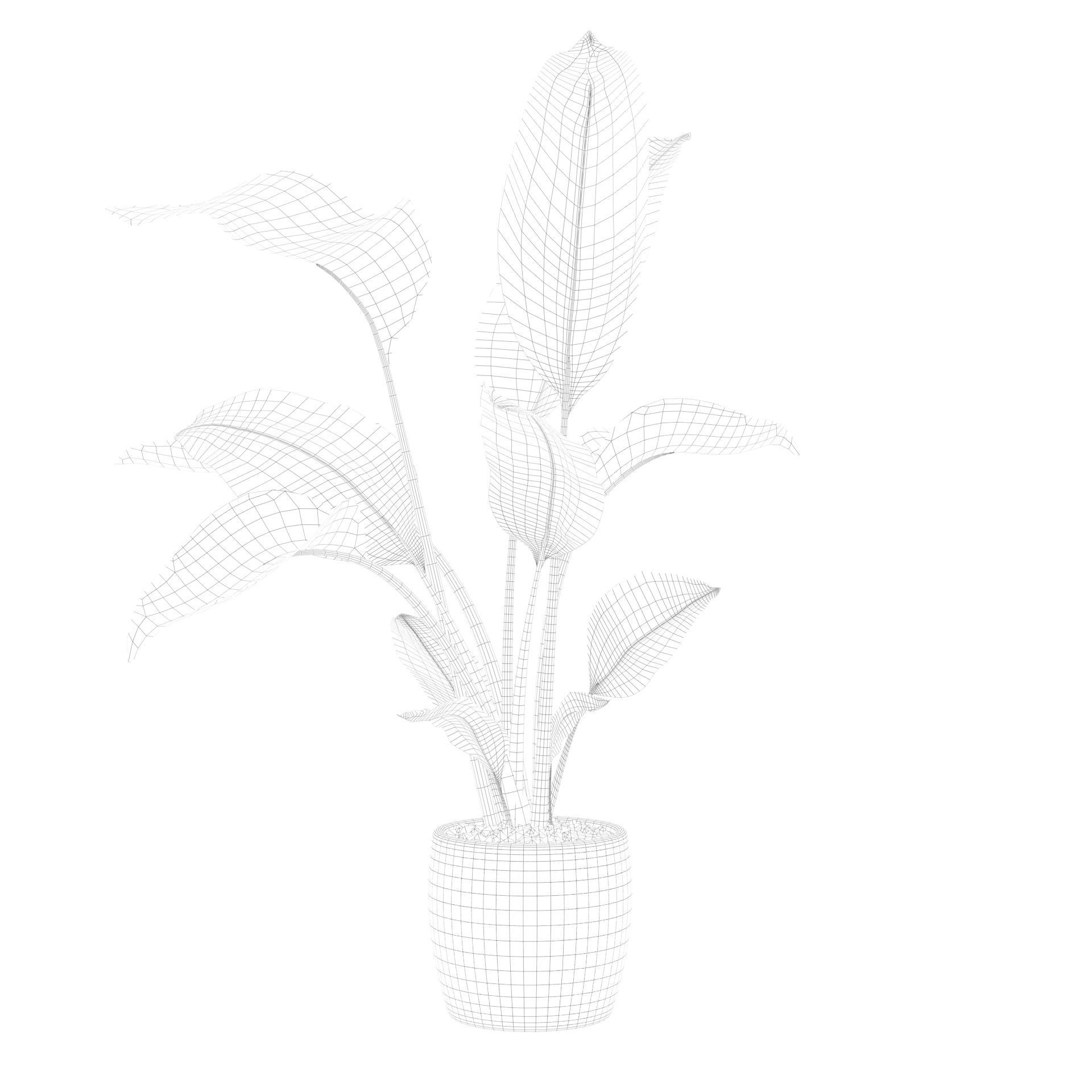 Strelitzia in terrazio pot 3D model_59