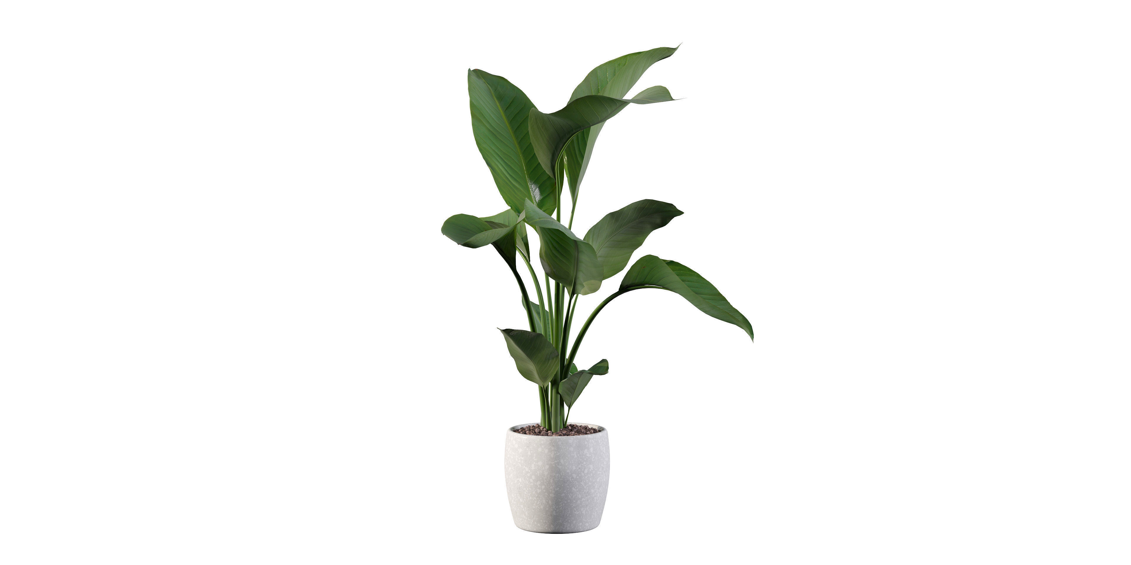 Strelitzia in terrazio pot 3D model_19
